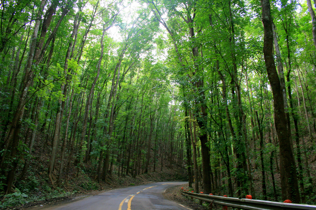 Man-Made Forest - Bohol, Philippines by Jill .... back in the Philippines Man-Made Forest bohol photo
