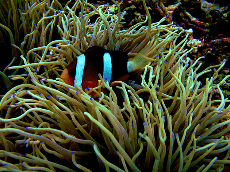Moalboal Cebu by jadecebu2 Moalboal Cebu photo