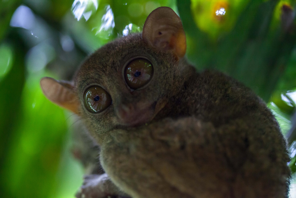 tarsier at Corella, Bohol by Paul Cowell bohol tarsier photo