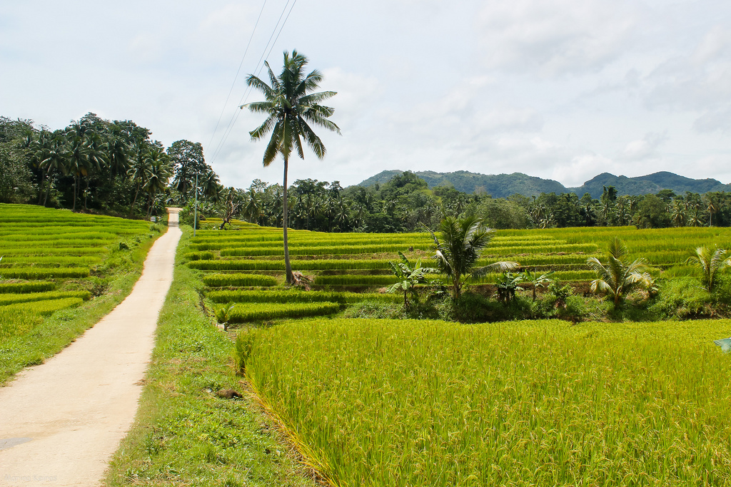 Philippines by M. Keiras rice fields bohol photo