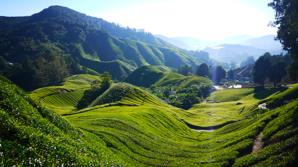 Malaysia - Cameron Highlands by stapes... malaysia cameron highlands photo